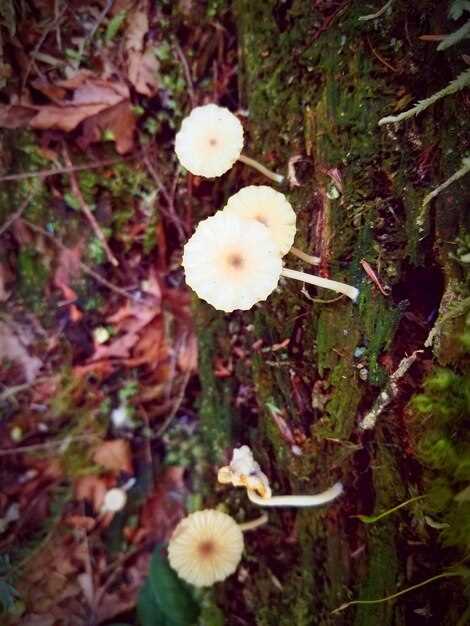 Как определить наличие дрожжеподобных грибов в кале