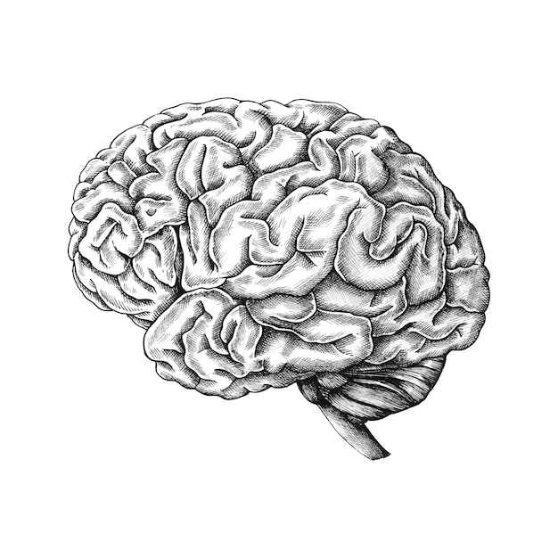 Роль гиппокампа в запоминании новых событий